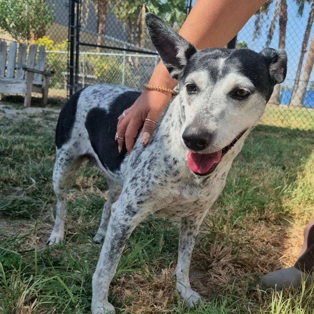 DUCHESS (MARZIPAN) - American Blue Heeler available for adoption