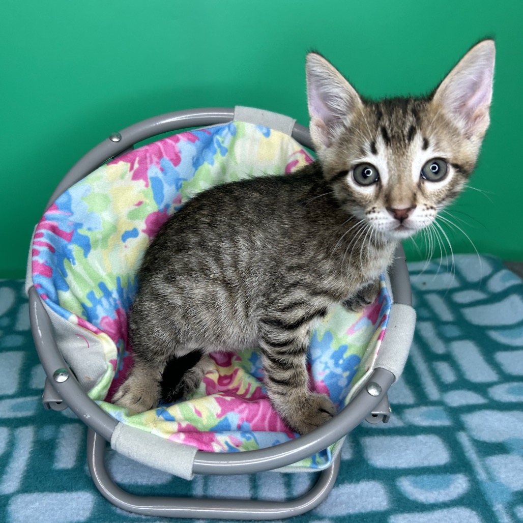 POPTART - Domestic Shorthair available for adoption