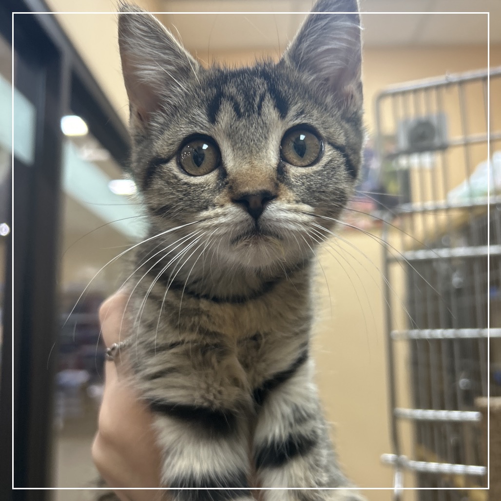 FWT SWEETIE - Domestic Shorthair / Domestic Shorthair available for adoption