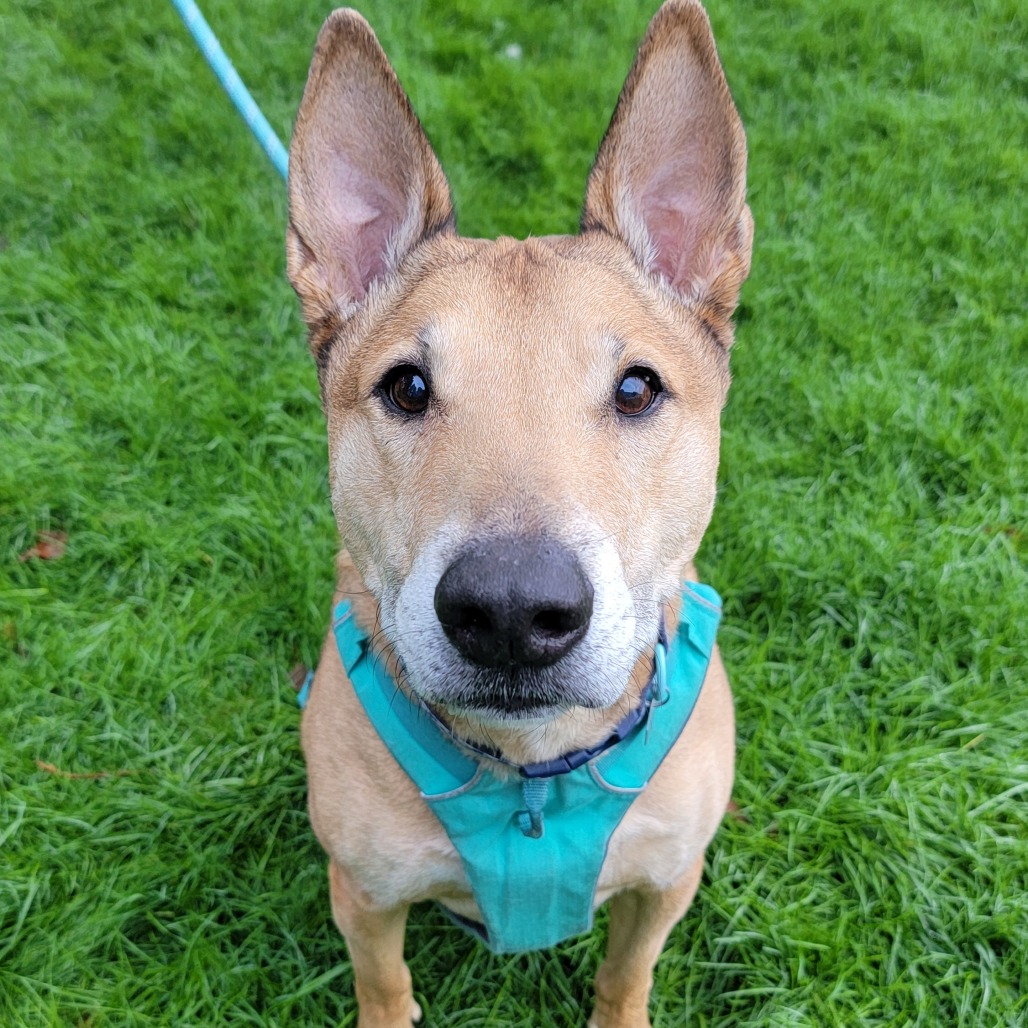 Bobby — thumbnail 5