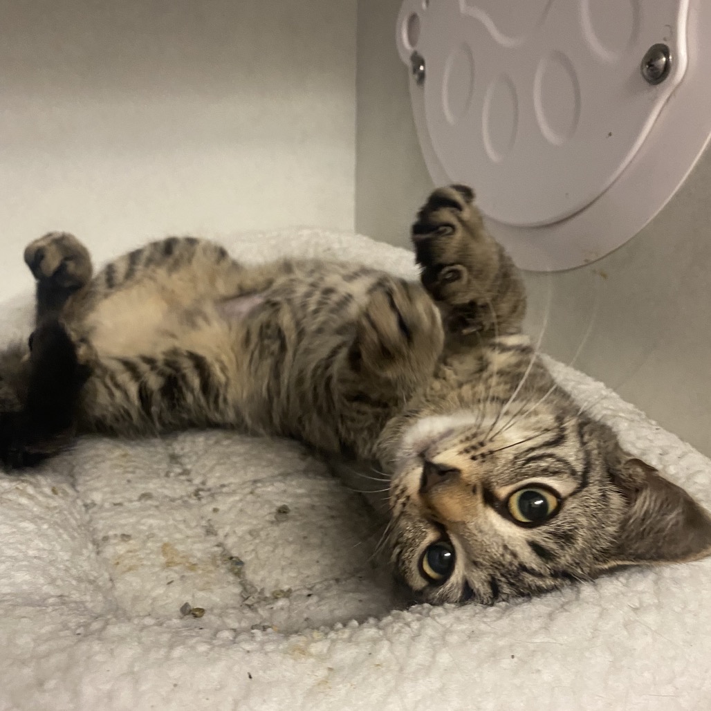 VISION - Domestic Shorthair available for adoption
