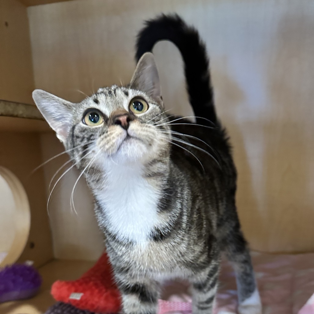 MARSHA P - Domestic Shorthair available for adoption