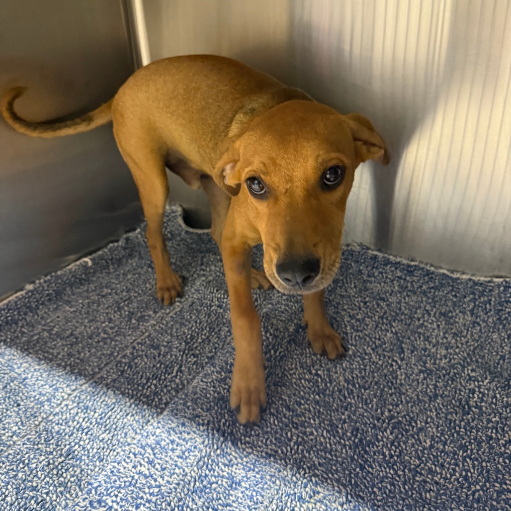 SKIPPER - Mixed Breed (Medium) available for adoption
