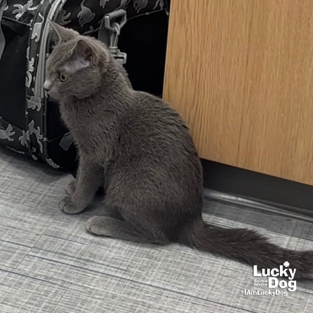 ANN - Domestic Shorthair available for adoption