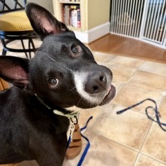DIEGO - Cattle Dog / Retriever, Black Labrador available for adoption