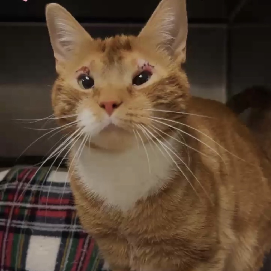 Scruff — thumbnail 4