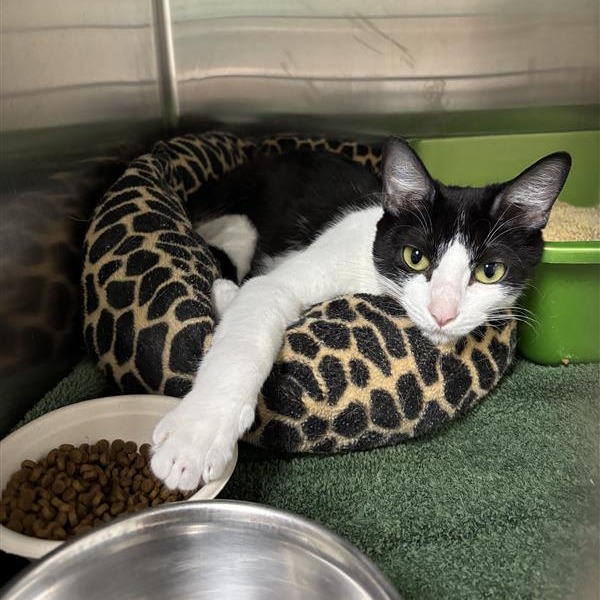 ALLY - Domestic Shorthair available for adoption
