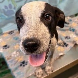 BLIZZARD - Feist / Queensland Heeler available for adoption