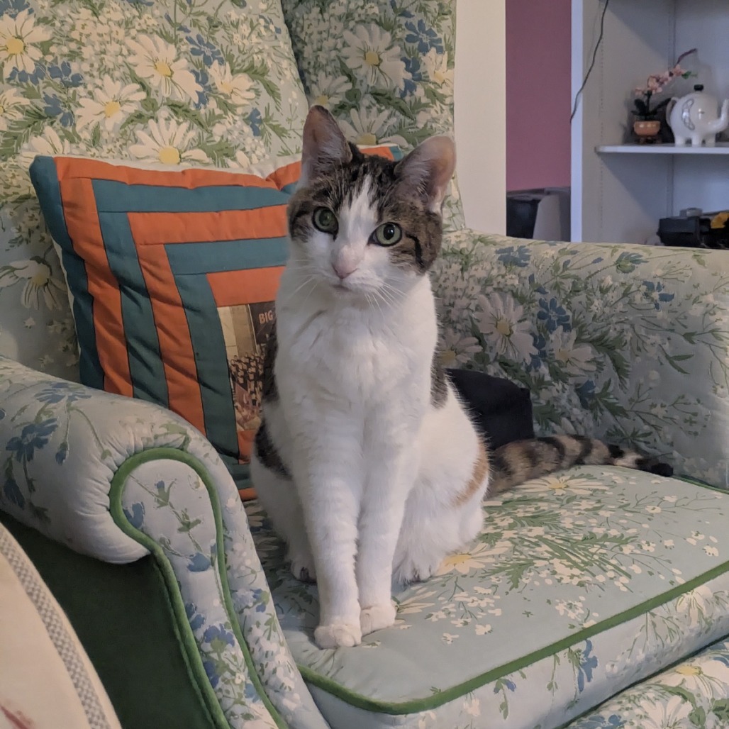 Confetti — thumbnail 10