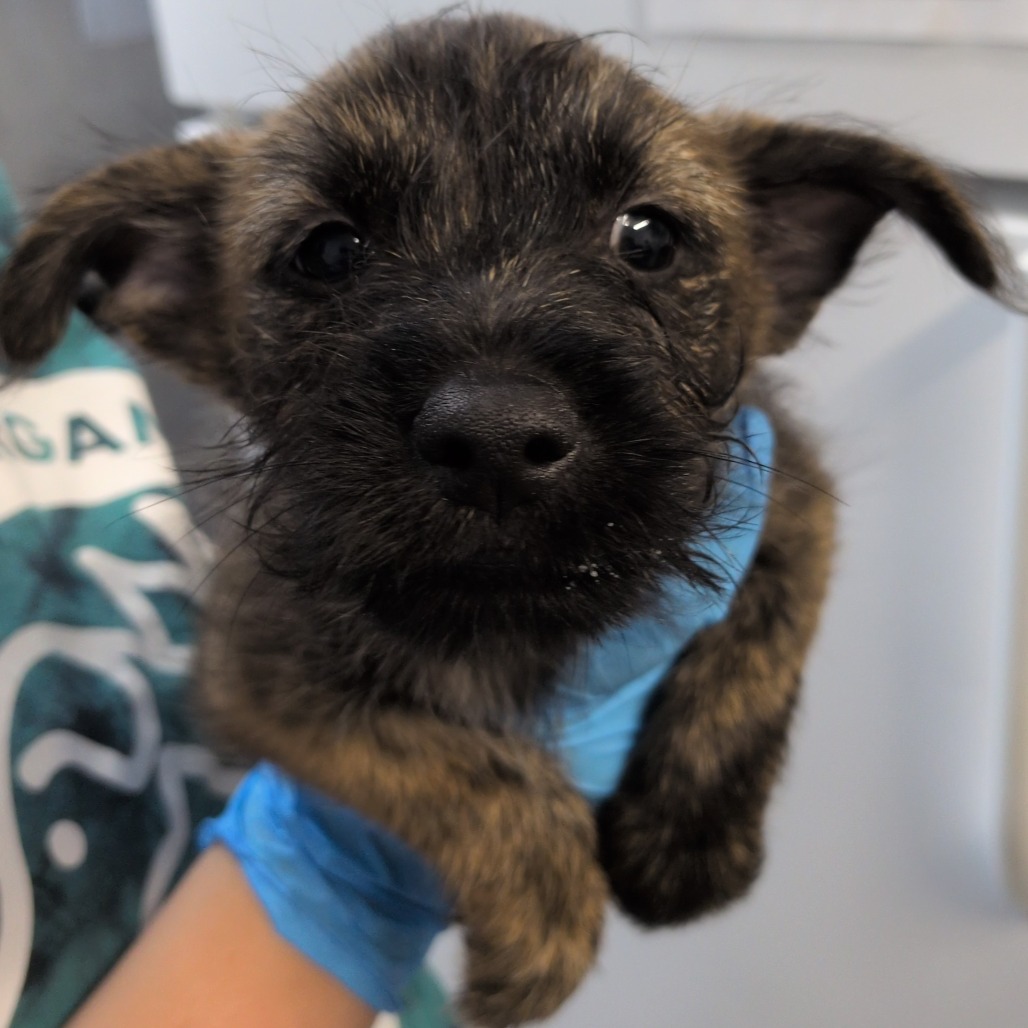 INDIE - Terrier, Cairn / Chihuahua available for adoption