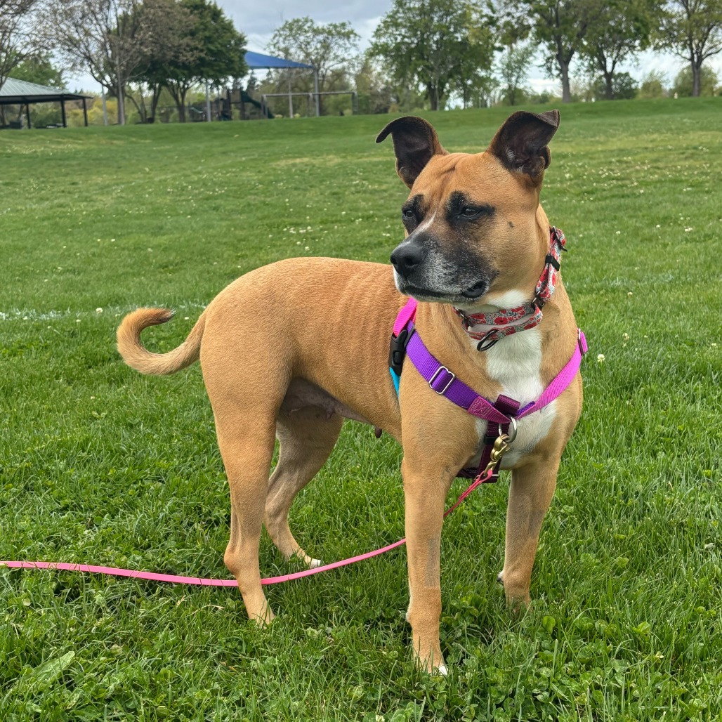 Nova, photo 6