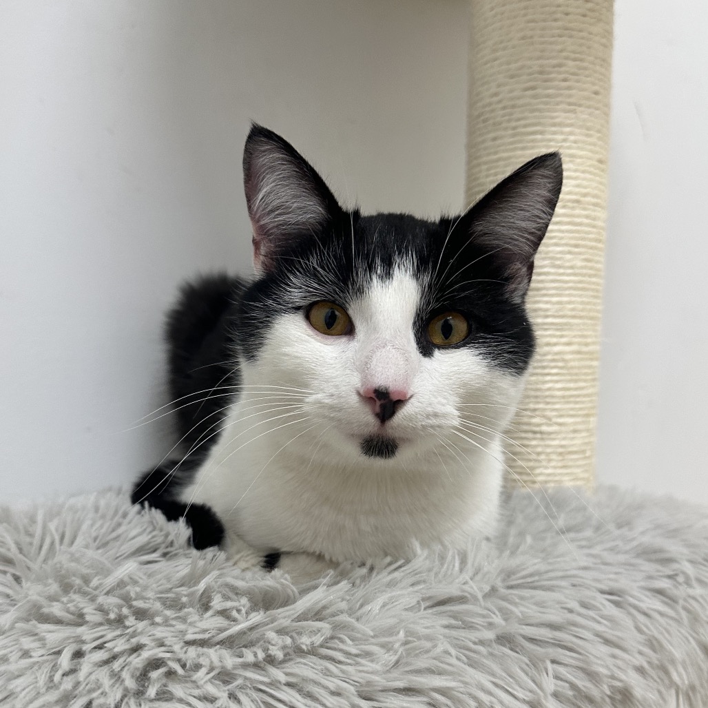 Benson Boone — thumbnail 4