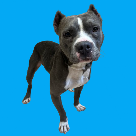 Tusc Stray 81859