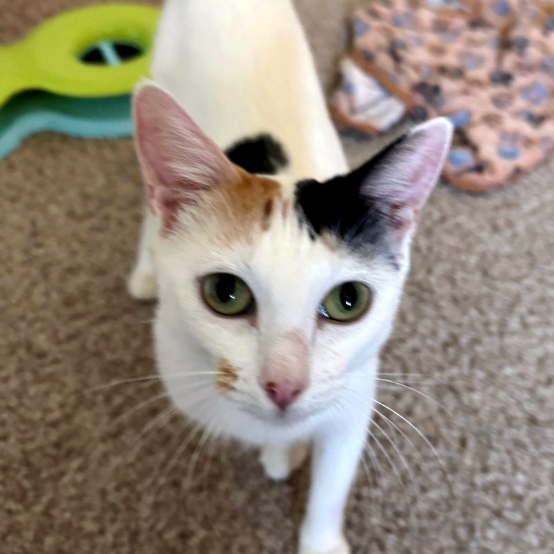 Samantha — thumbnail 8