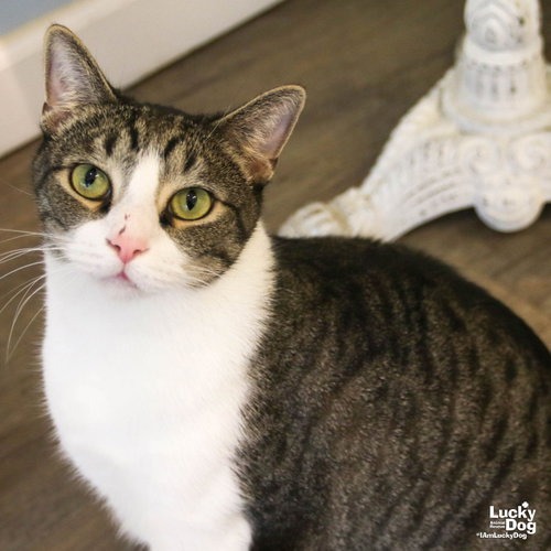 GEORGE - Domestic Shorthair available for adoption