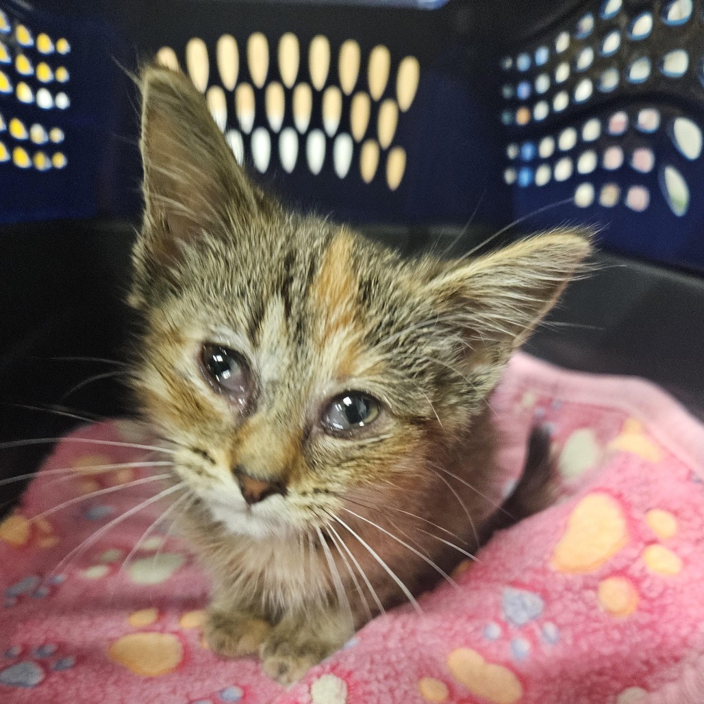 Sunshine, a Domestic Shorthair