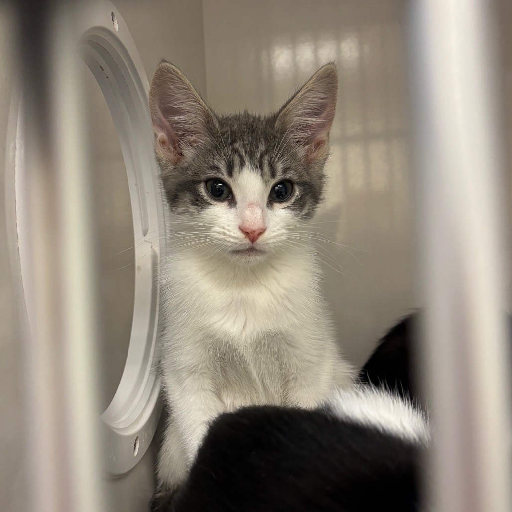 Liv - Domestic Shorthair/Mix