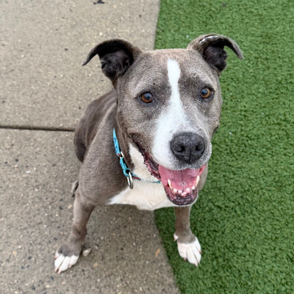 Princess Lollipop — thumbnail 3