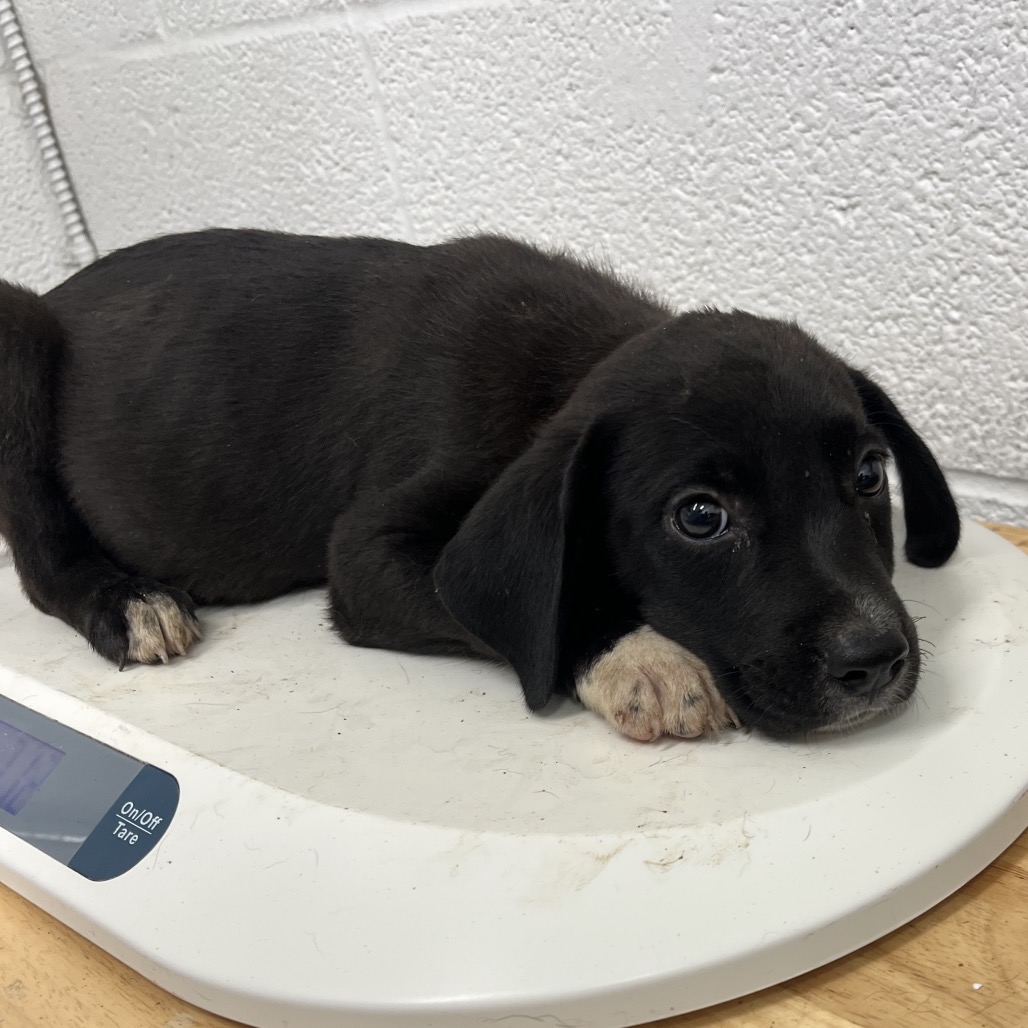 HEFTY - Shepherd available for adoption