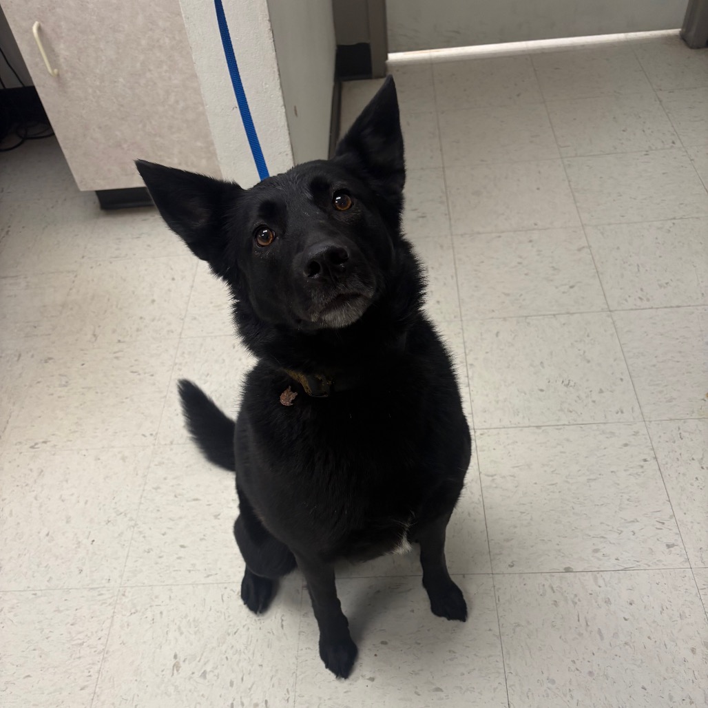 Ariel — thumbnail 3