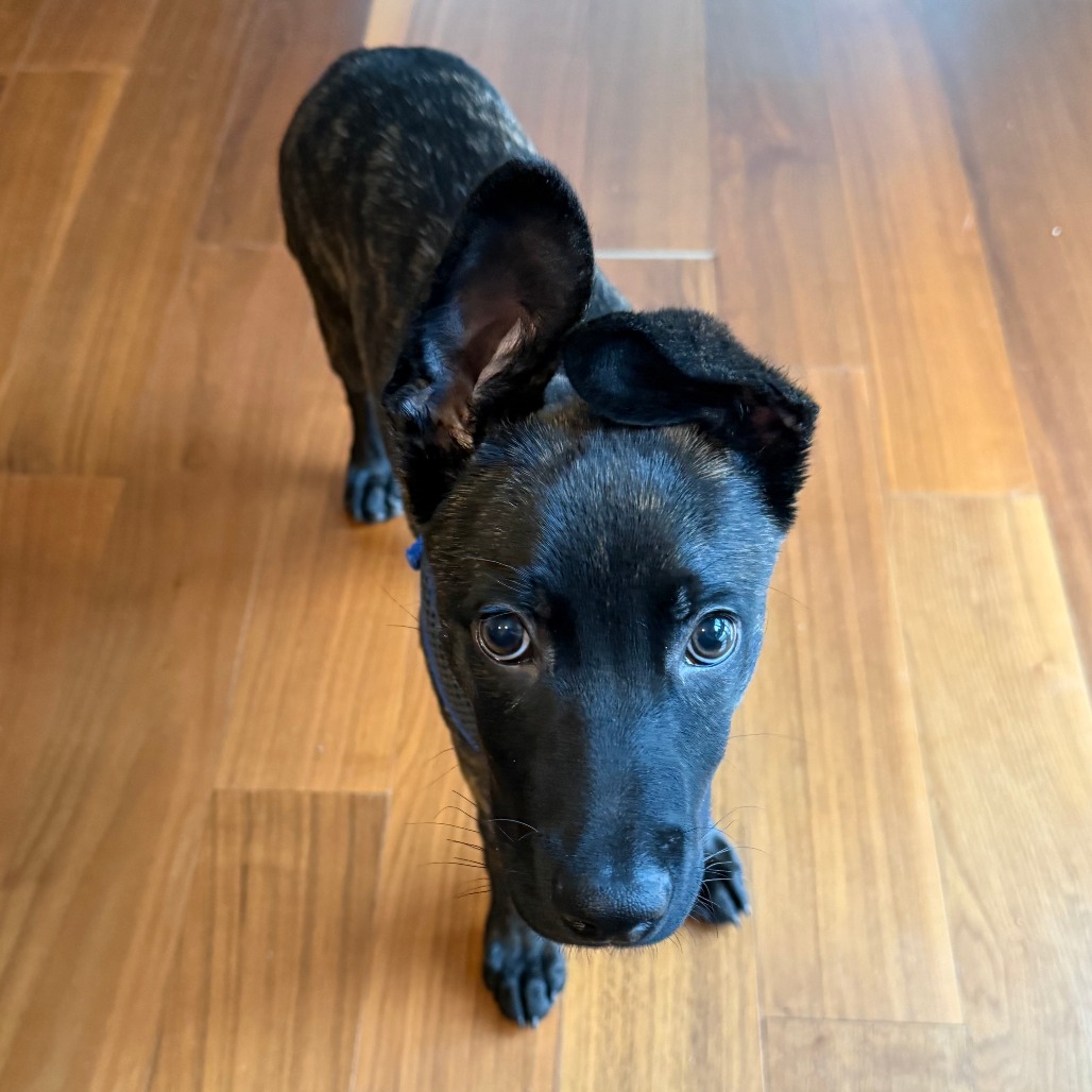 Cherub — thumbnail 5