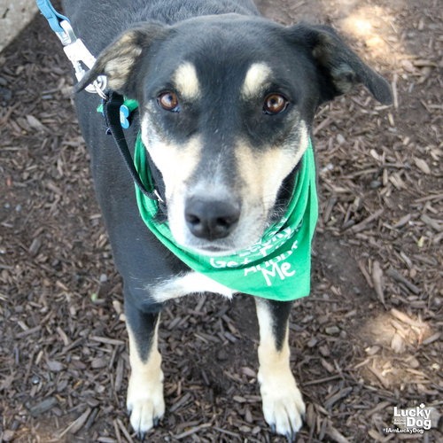 FREYA - Shepherd available for adoption