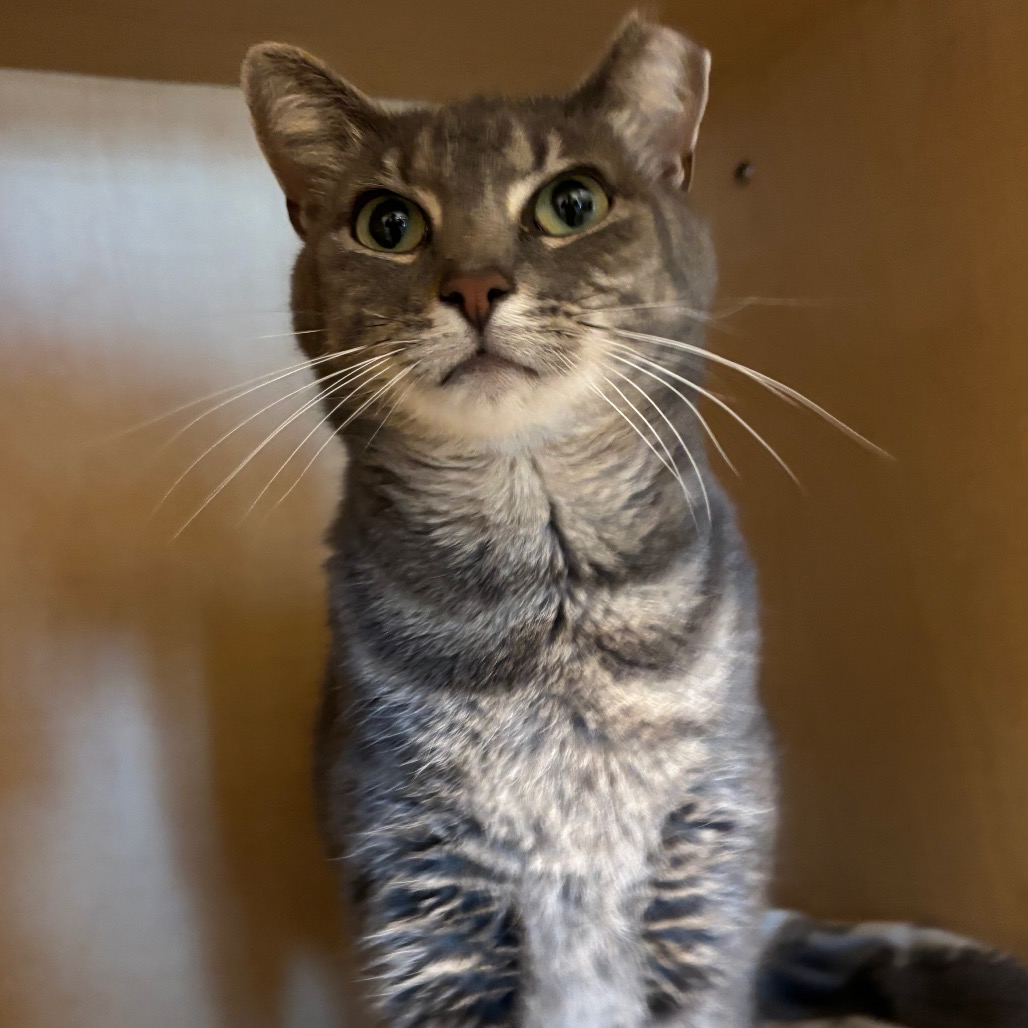 ABBY CAROLINE - Domestic Shorthair available for adoption