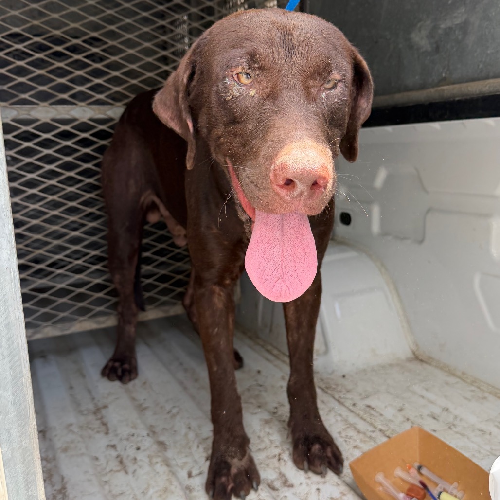 DOUGIE - Retriever / Labrador available for adoption