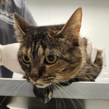 PATRICIA CAKES - Domestic Shorthair available for adoption