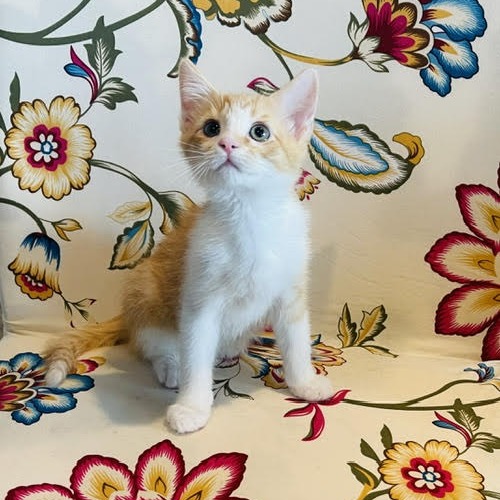 PRINCE HARRY - AT PETSMART MADISON EAST - Domestic Shorthair for adoption in Madison