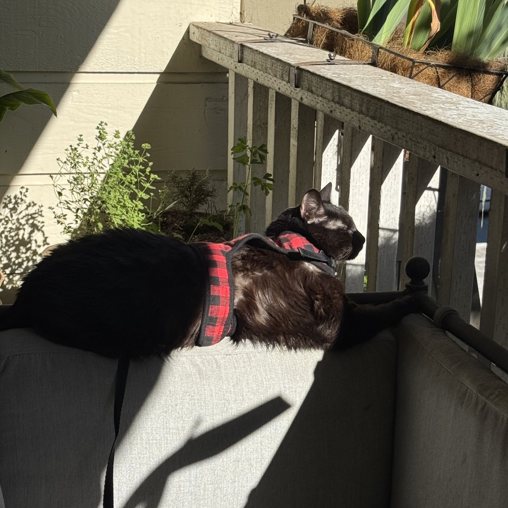 Chip, photo 14