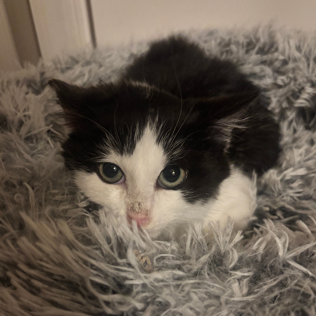 Felix — thumbnail 4