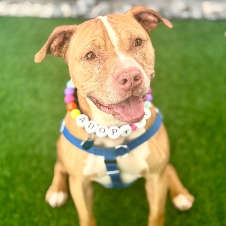 Close-up photo of Lucky