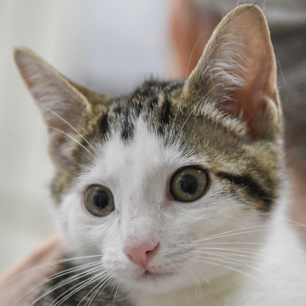 Sakura - Domestic Shorthair