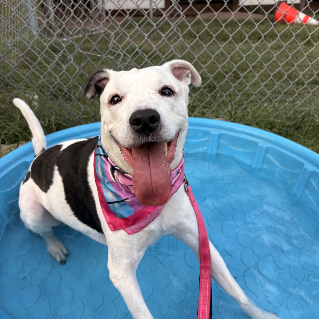 Antoinette — thumbnail 10