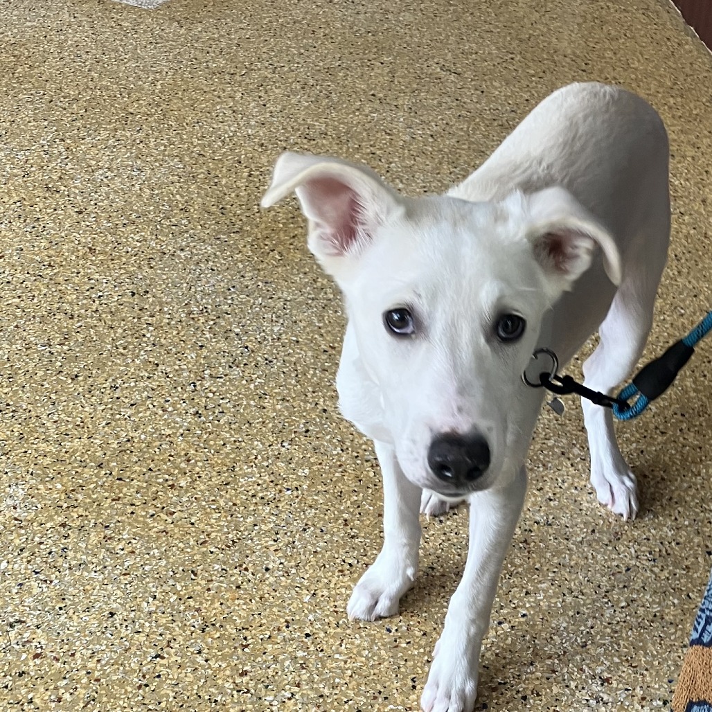 CHEWY - Mixed Breed (Medium) available for adoption