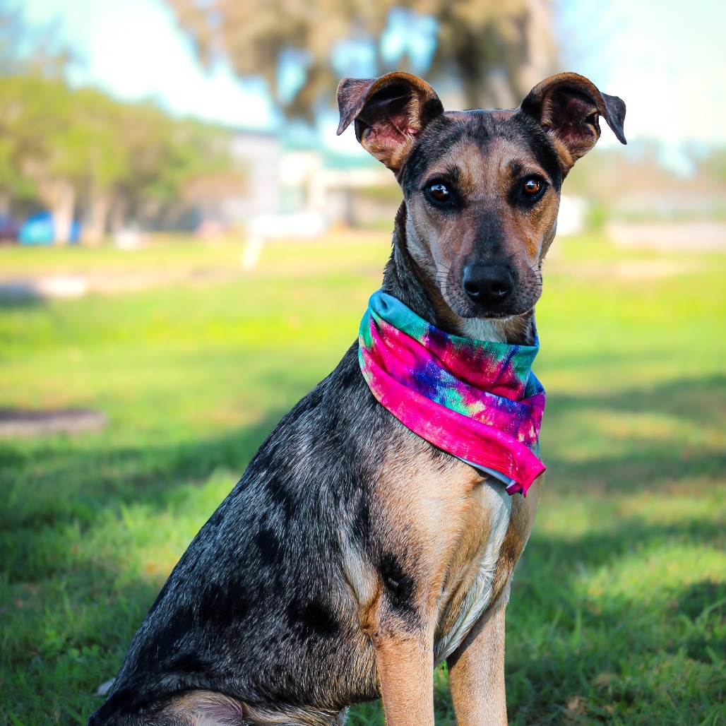 Taylor , an adoptable dog at SPCA-BC