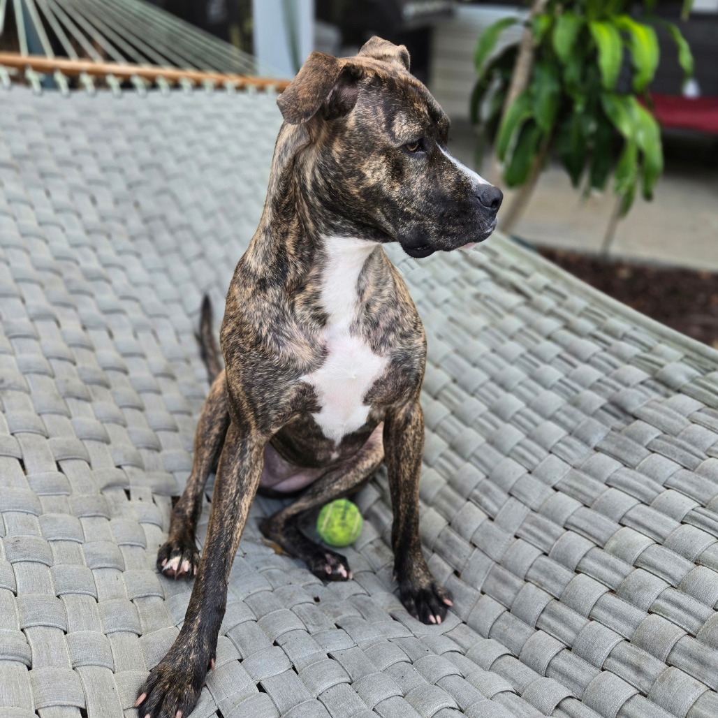 Kashka — thumbnail 4