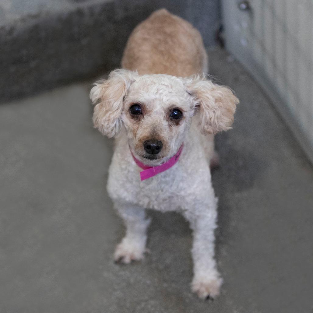 SUGAR (OT26-02) - Poodle / Miniature available for adoption