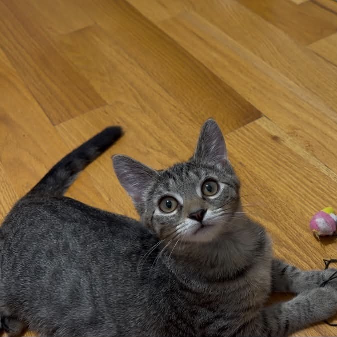 Nala, photo 3