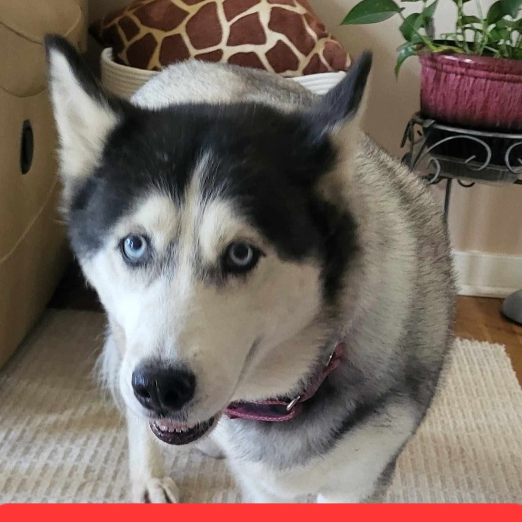 Photo of Willow