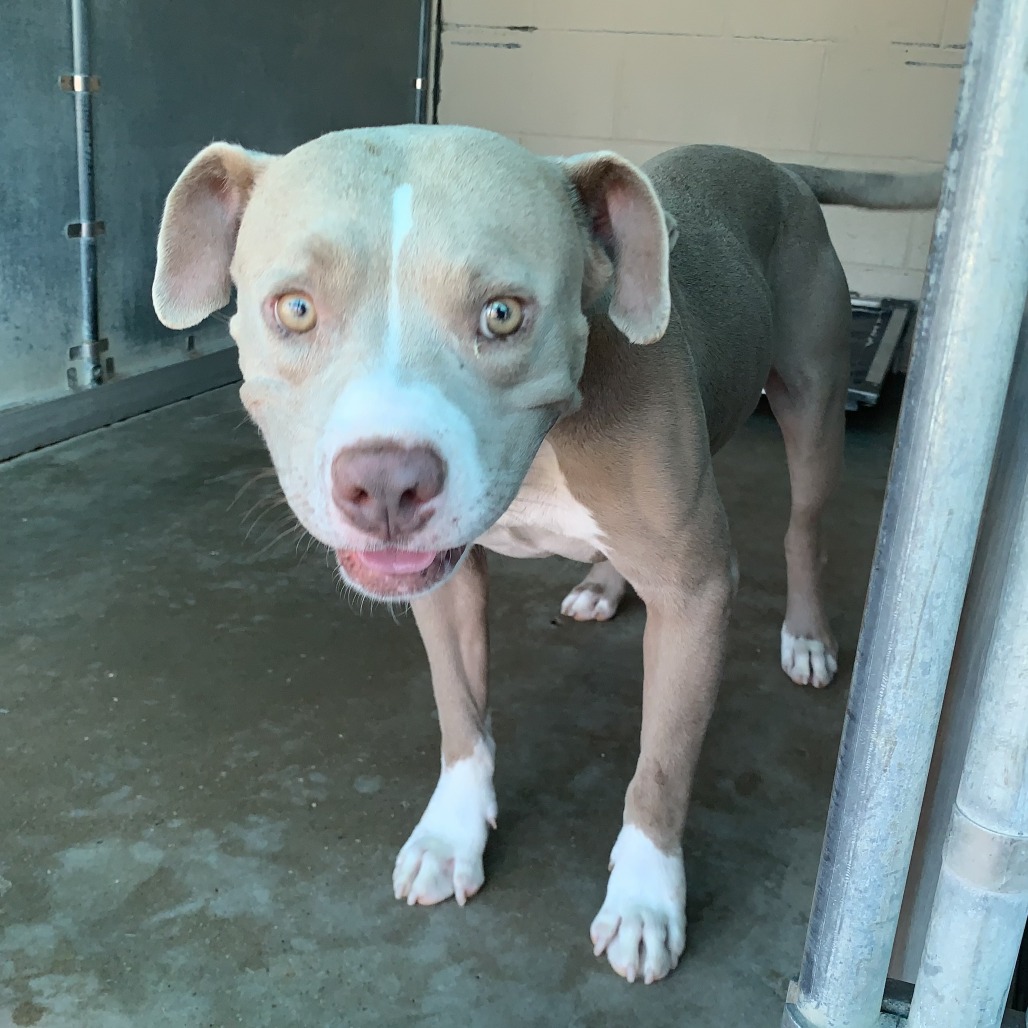 FESTER ADAMS - Terrier / Pit Bull available for adoption
