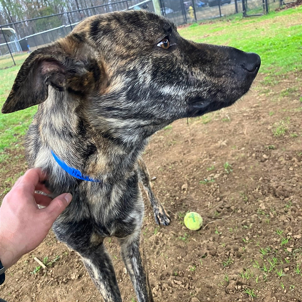 Hades — thumbnail 4