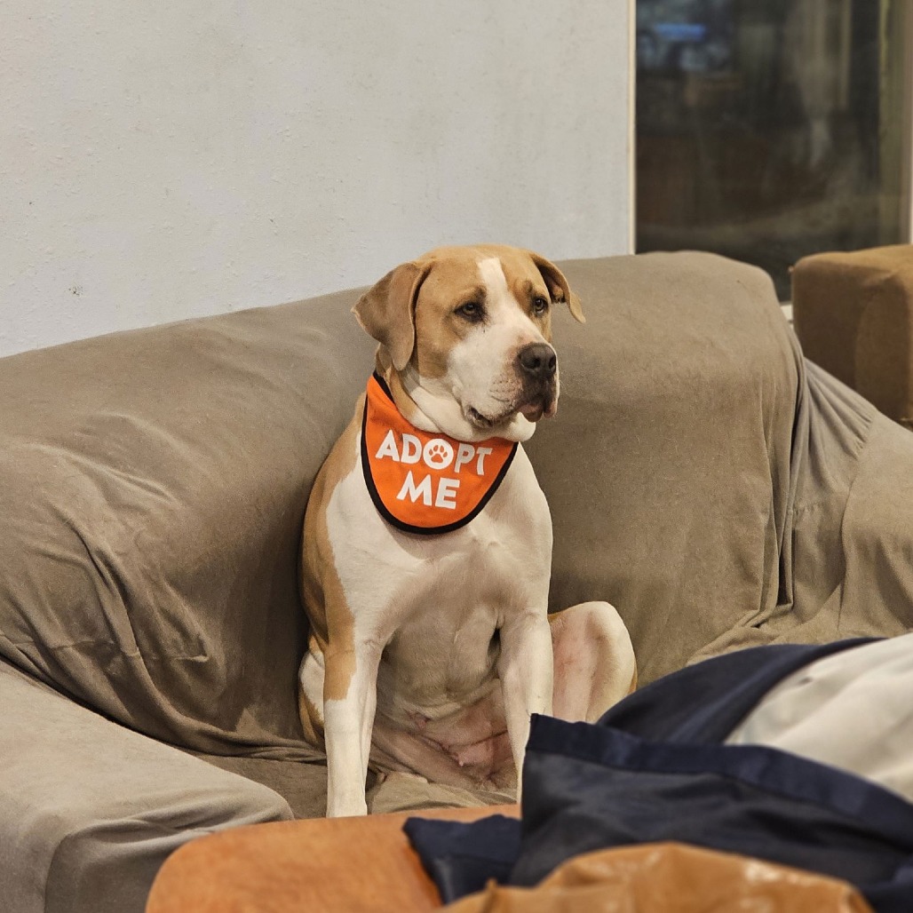 Lenore — thumbnail 4