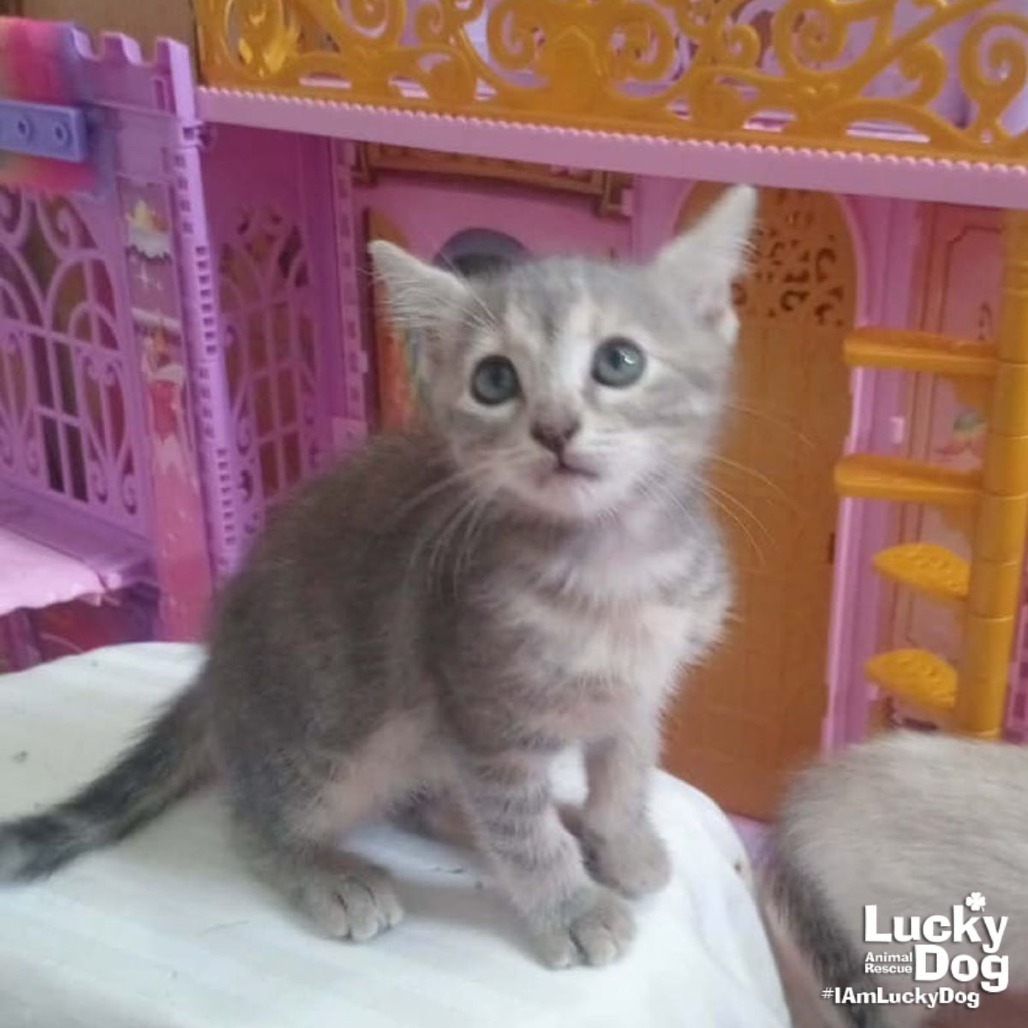LIL LILO - Domestic Shorthair available for adoption