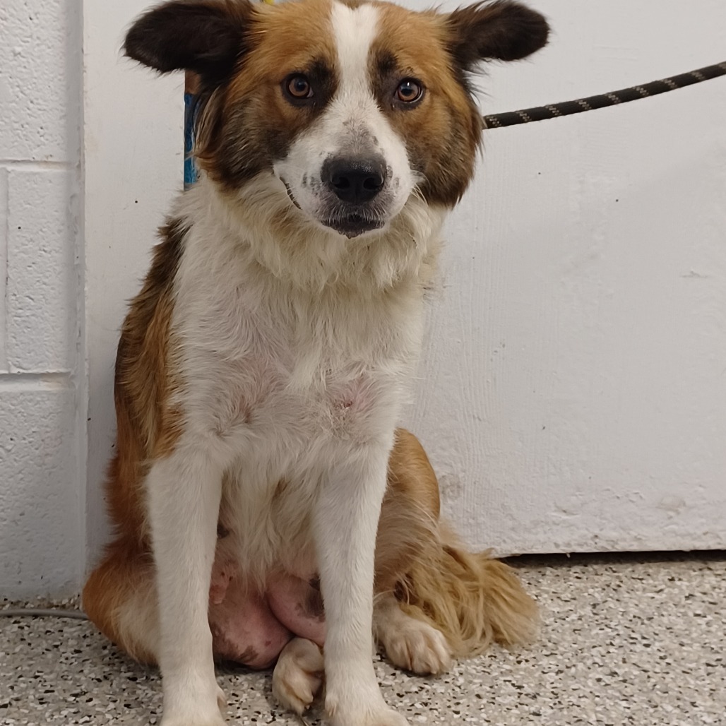 FROYO - Shepherd, Australian / Cattle Dog available for adoption
