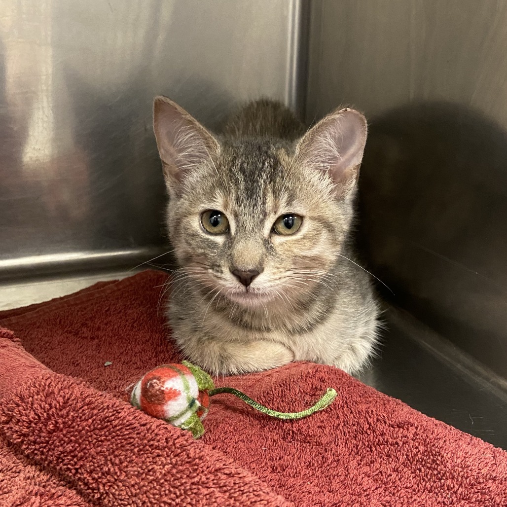 INKY - Domestic Shorthair available for adoption