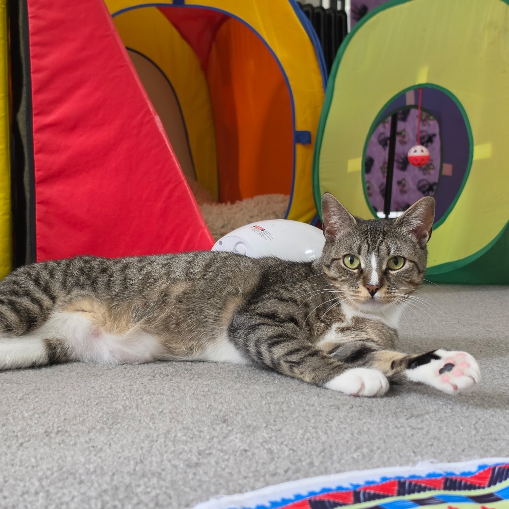 Linguine Le Chat (FIV) & Colette Le Chat (FIV), photo 4