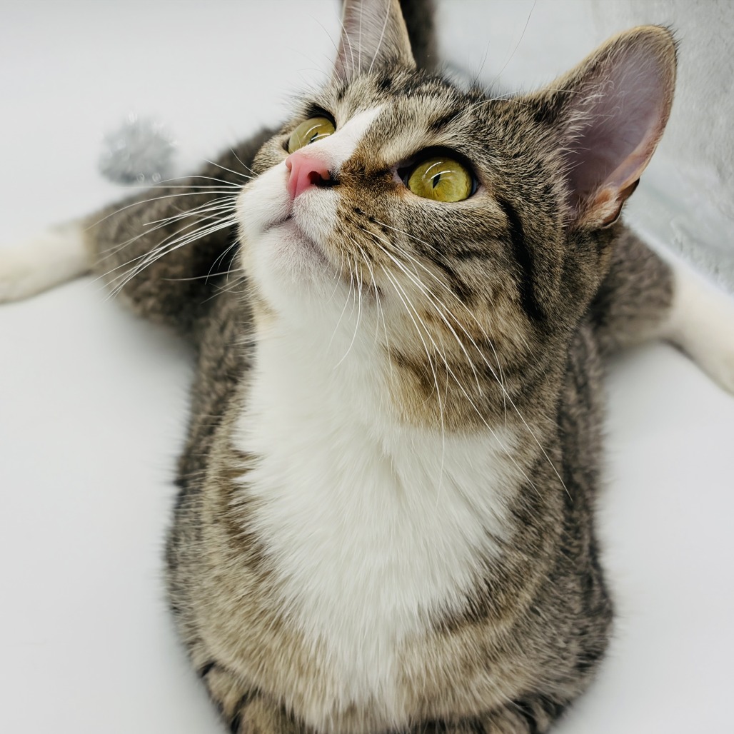 Chi Chi (adoptable with Digit) ** Cerebellar Hypoplasia**, photo 9