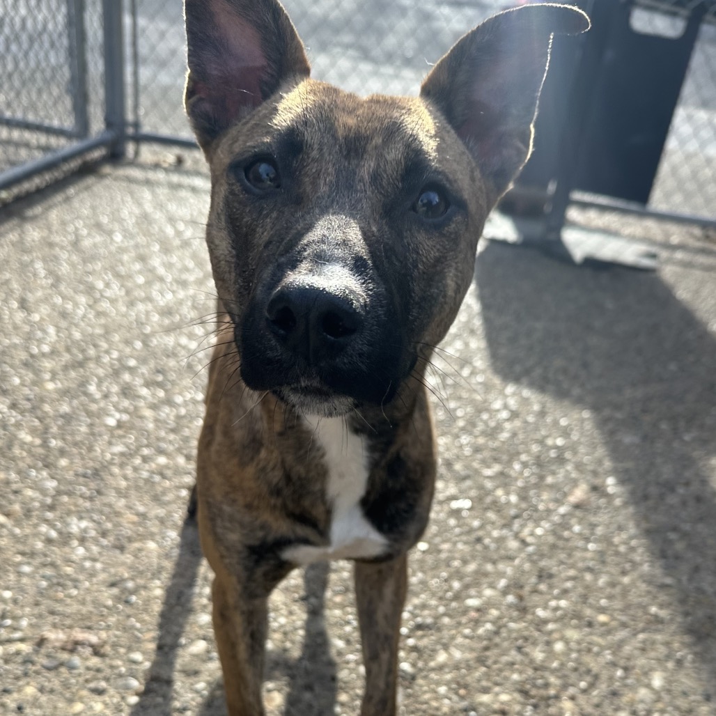 Layla — thumbnail 3